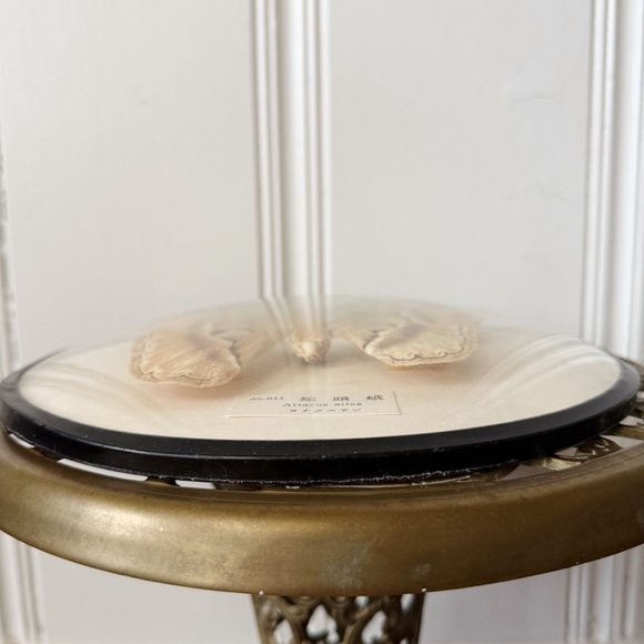 Framed Atticus Atlas Moth Rounded Glass Display - Picture 6 of 8